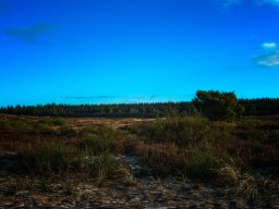 IMGP3887_Kompedal Plantage i morgenstemning